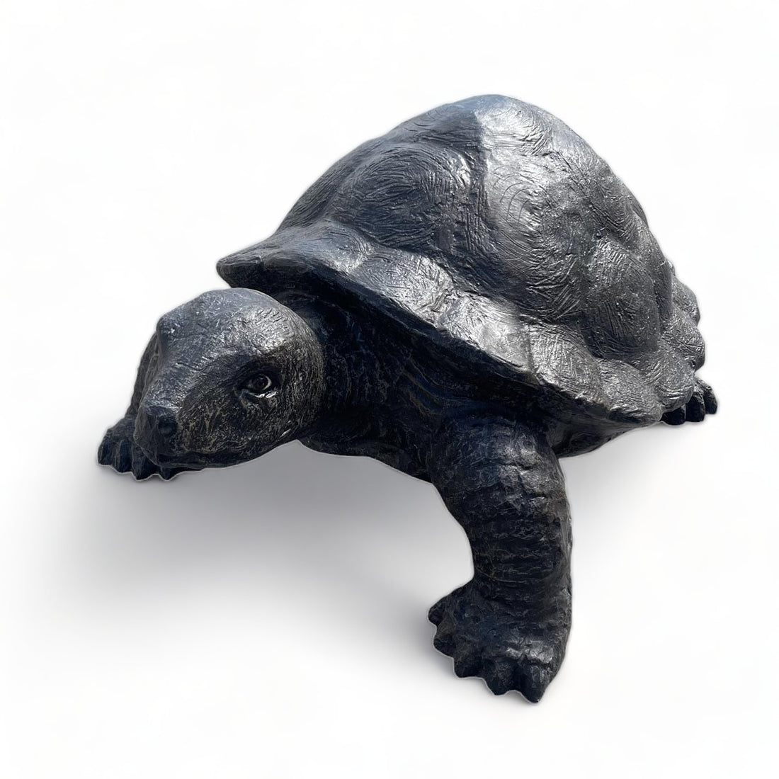 Turtle image 0