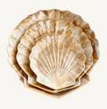 CABANA_STD_CATALOG_1 | Natural Shell Bowl Set (3 Pieces) | run:issue-19-20260823T142348Z-8204117442653 | attempt:1